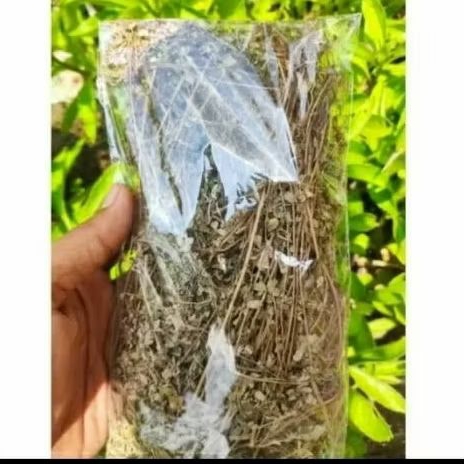 

meniran kering herbal