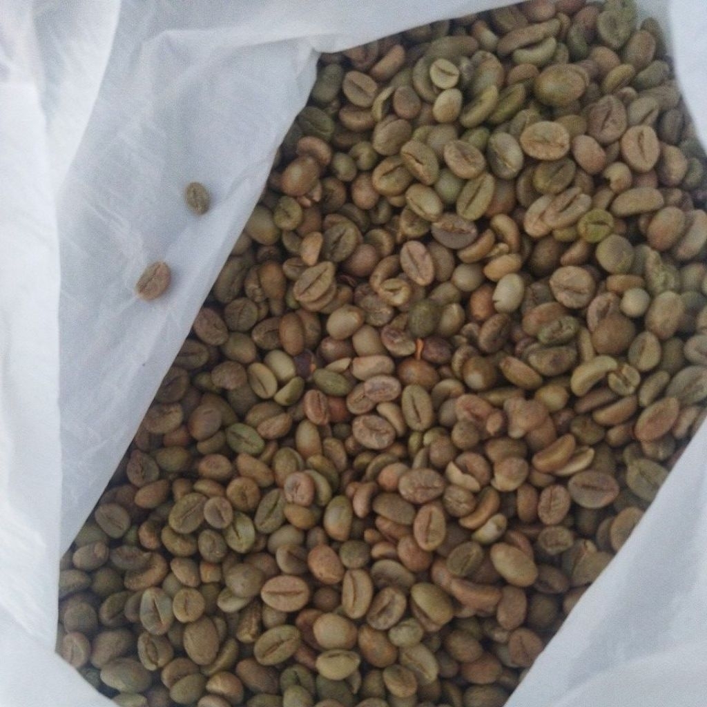 Biji kopi robusta asalan