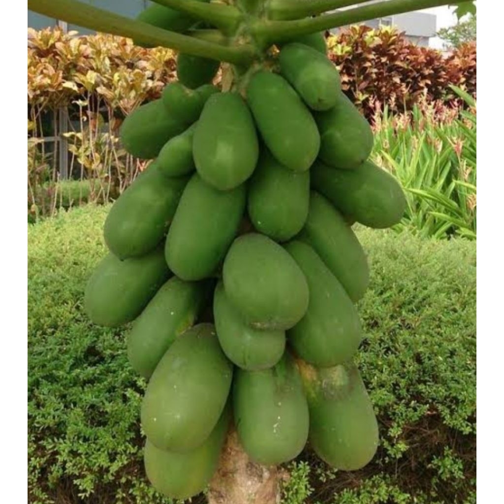 

Buah pepaya tua segar belum matang 1 butir
