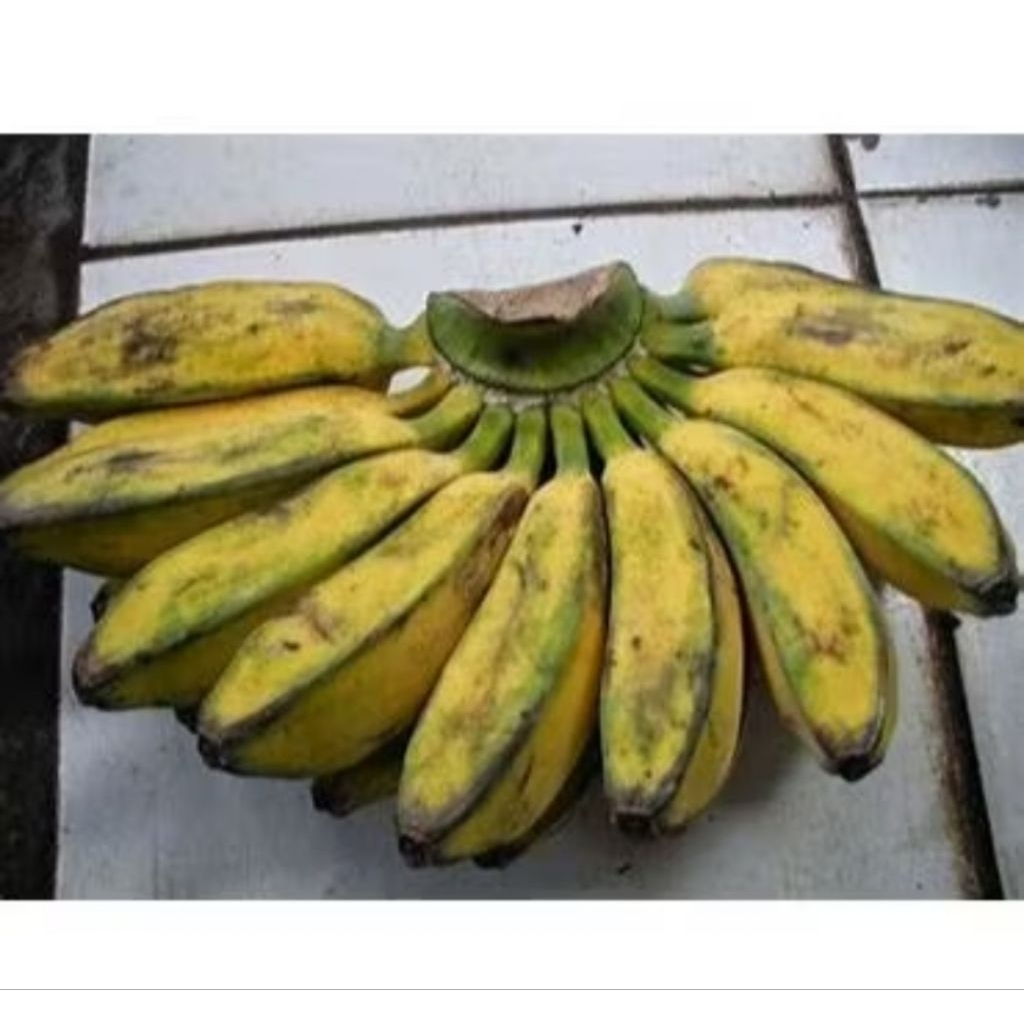

Pisang All Variant (Ambon,Lampung,Uli,Nangka,Kepok,Emas,Siam,Raja Sere,Raja Susu,Raja bulu,Ambon Lumut)