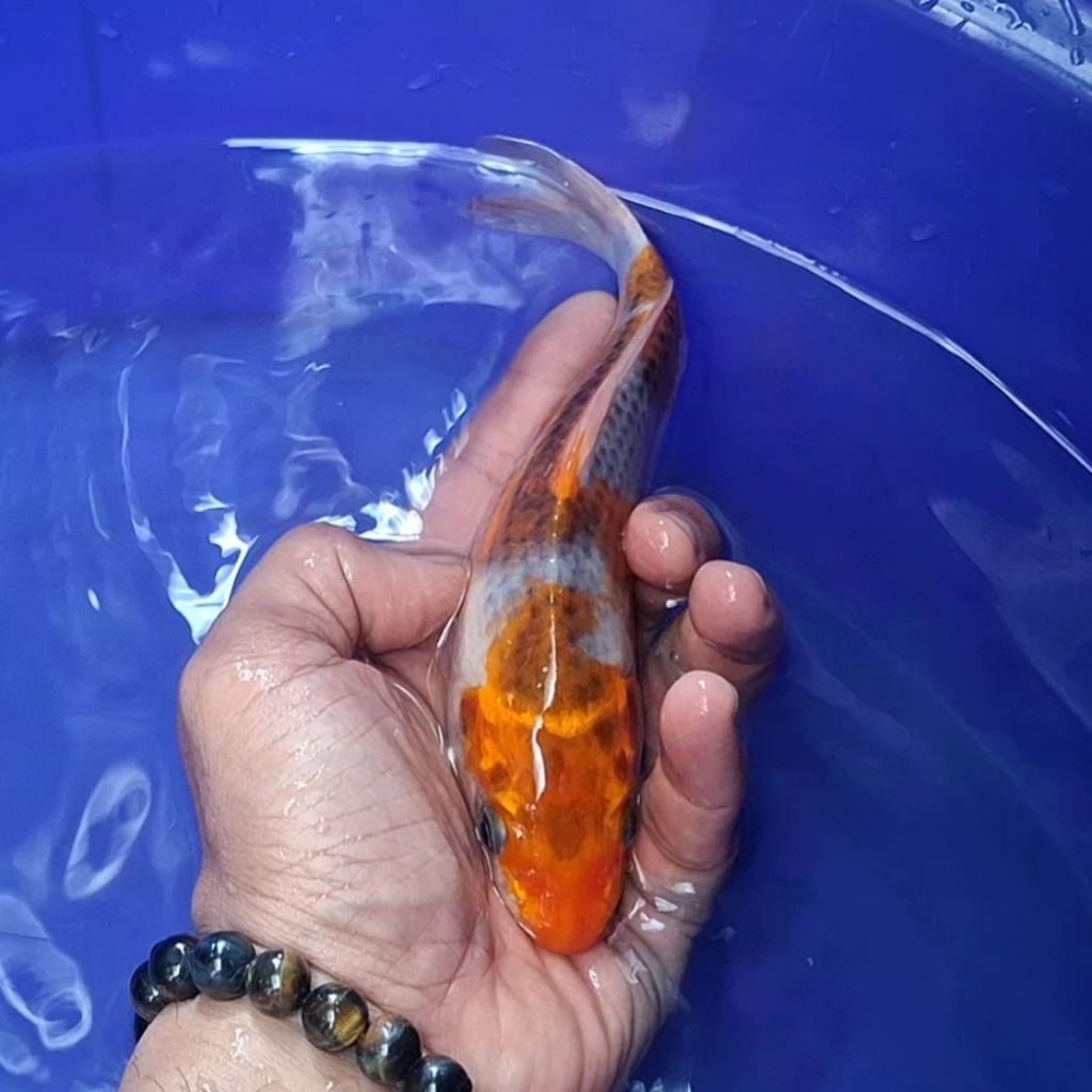 Ikan Koi Blitar Jenis Kujaku / Rumah Koi Jakarta / kode 0012
