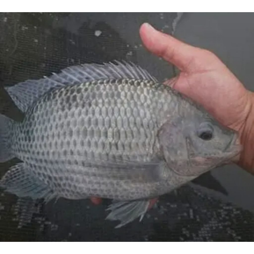 bibit ikan nila hitam nirwana terbaik 2 cm isi 130 ekor.