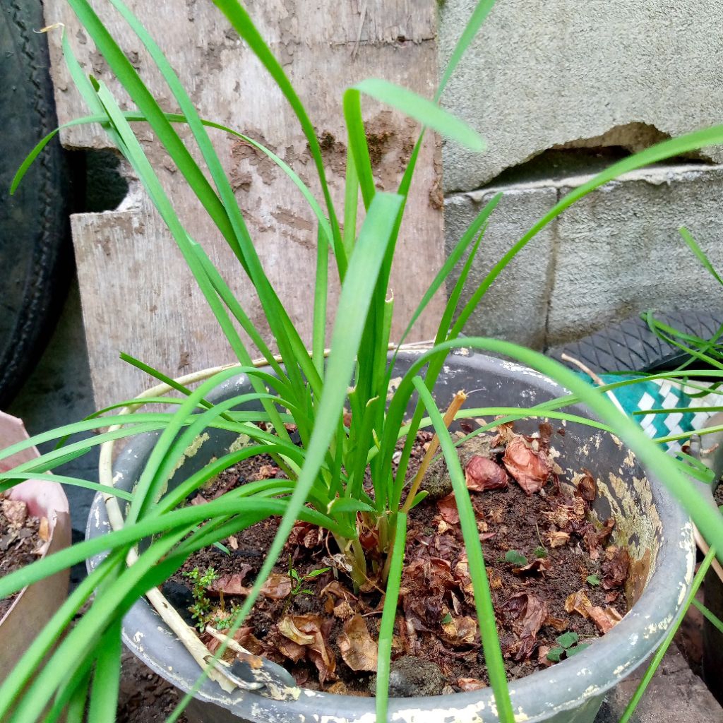 

Daun Kucay fress segar alami murah