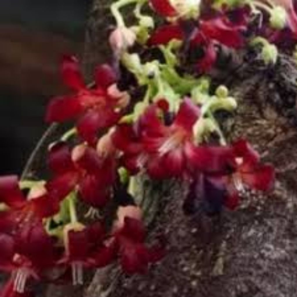 

bunga belimbing wuluh segar langsung di petik dari pohon