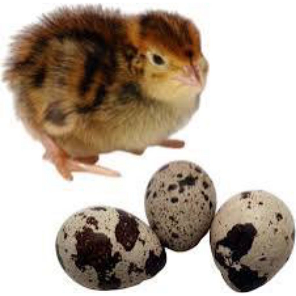 

telur puyuh jepang fertil siap tetas