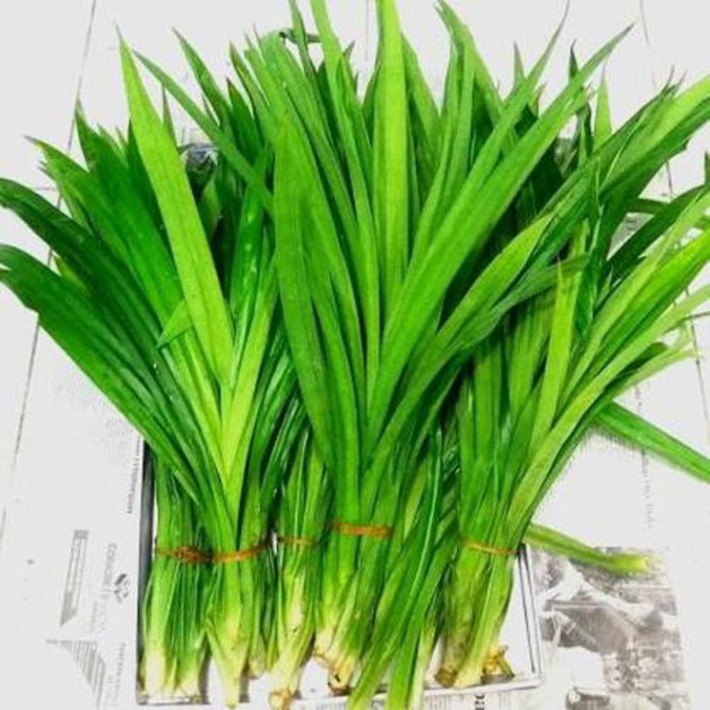 

DAUN PANDAN SEGAR 1IKAT