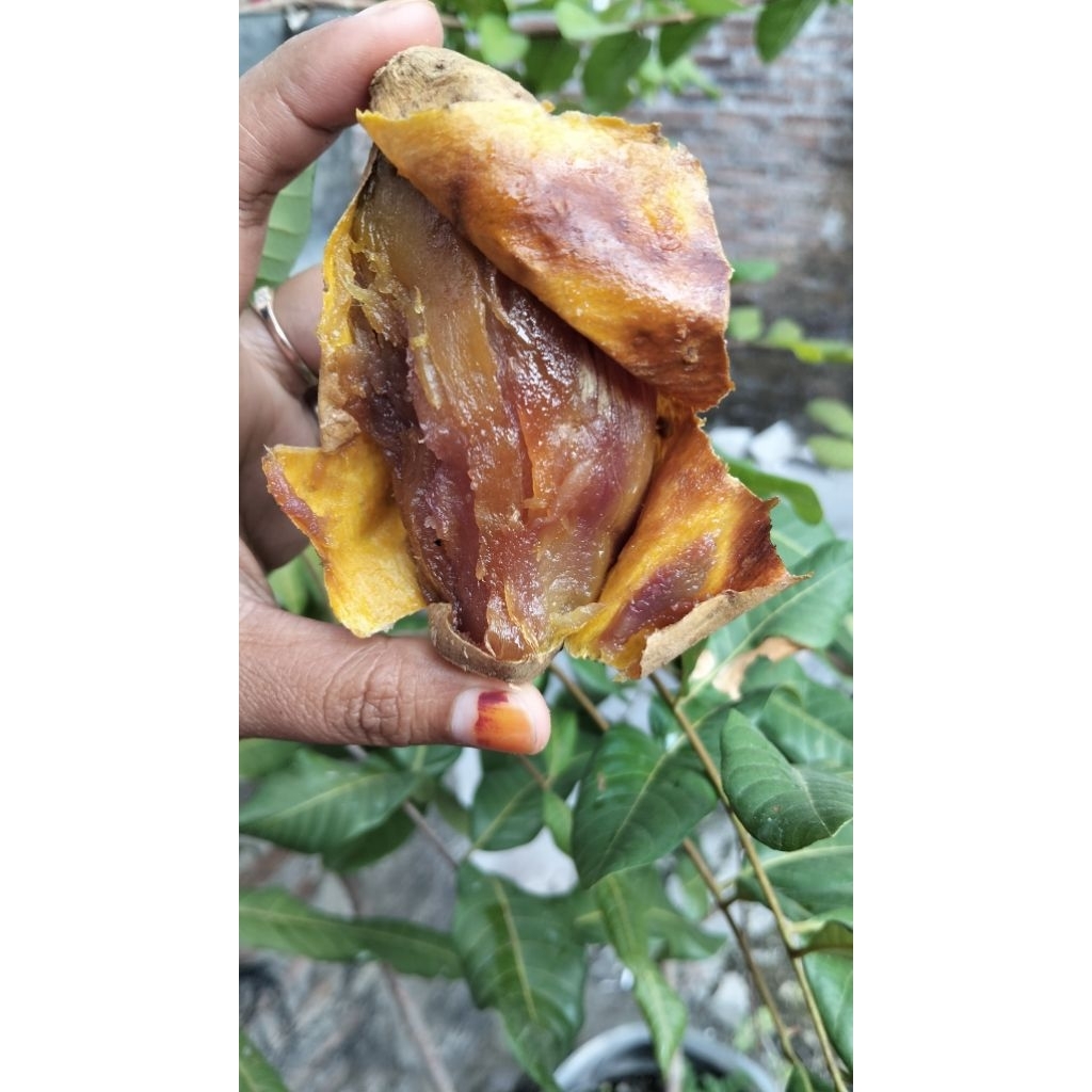 

UbiCeilembuOvenmanis alami,lembut,manis,legit