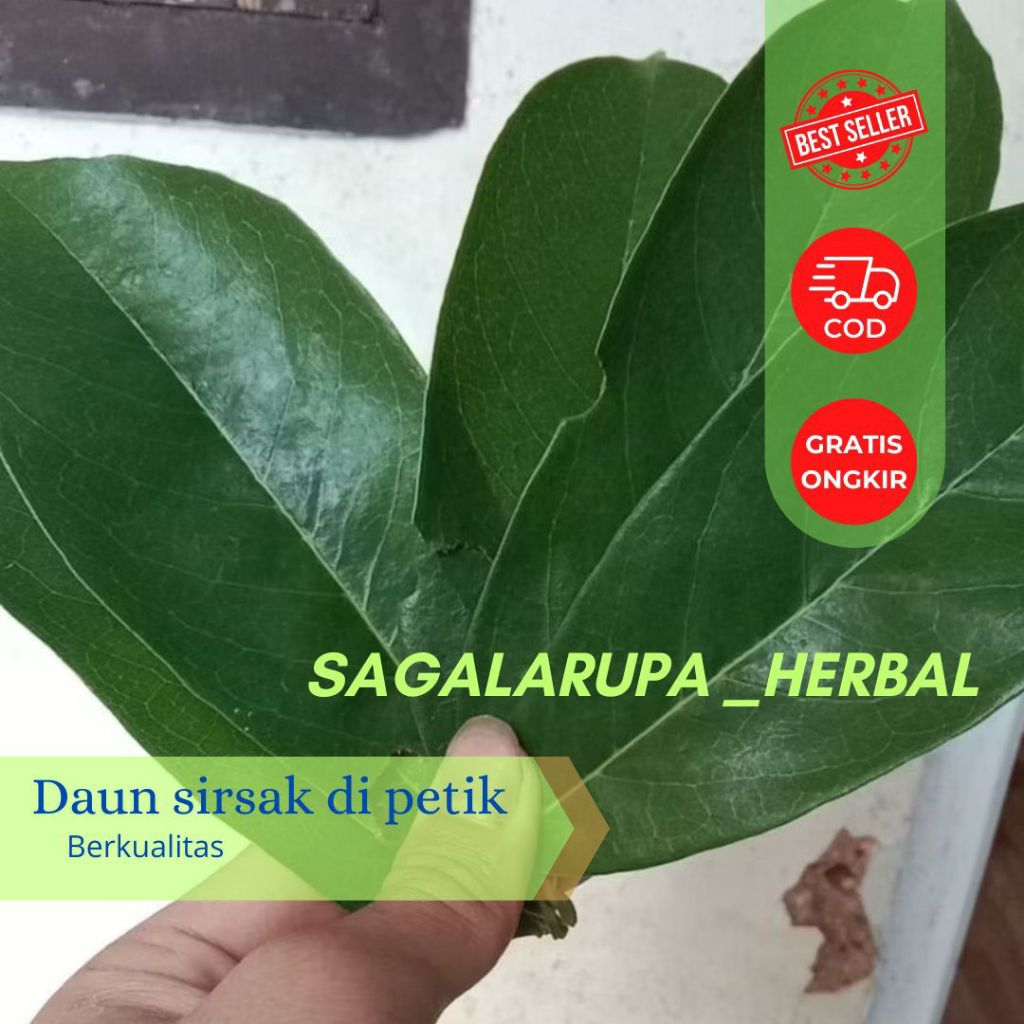 

DAUN SIRSAK TUA/OBAT SIRSAK SEGAR