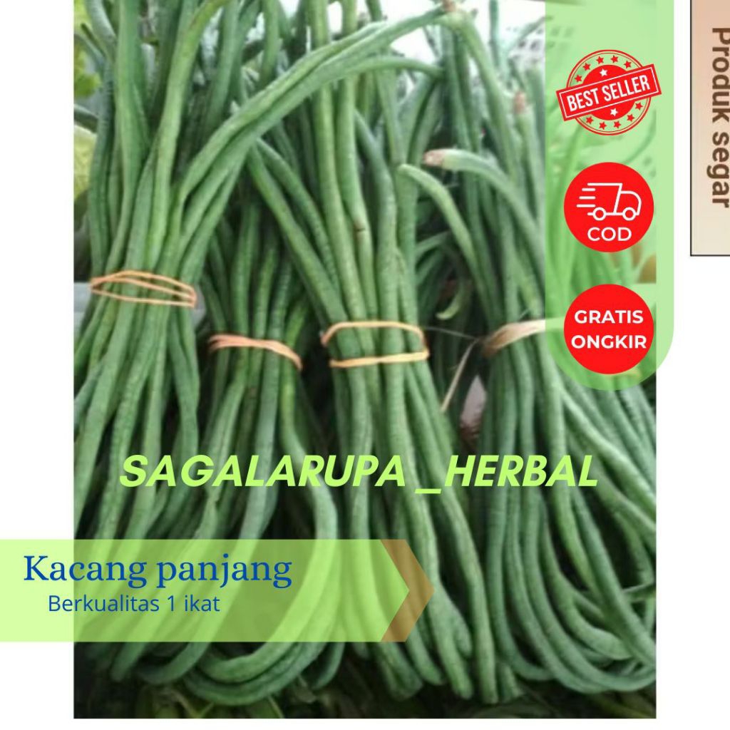 

KACANG PANJANG SEGAR DI PETIK LANGSUNG 1 IKAT