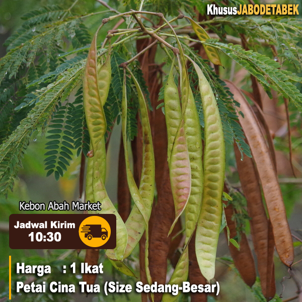 

Petai Cina Tua Bisa COD 30 Pcs Buah Siap Makan Untuk Urap Buntil Pete