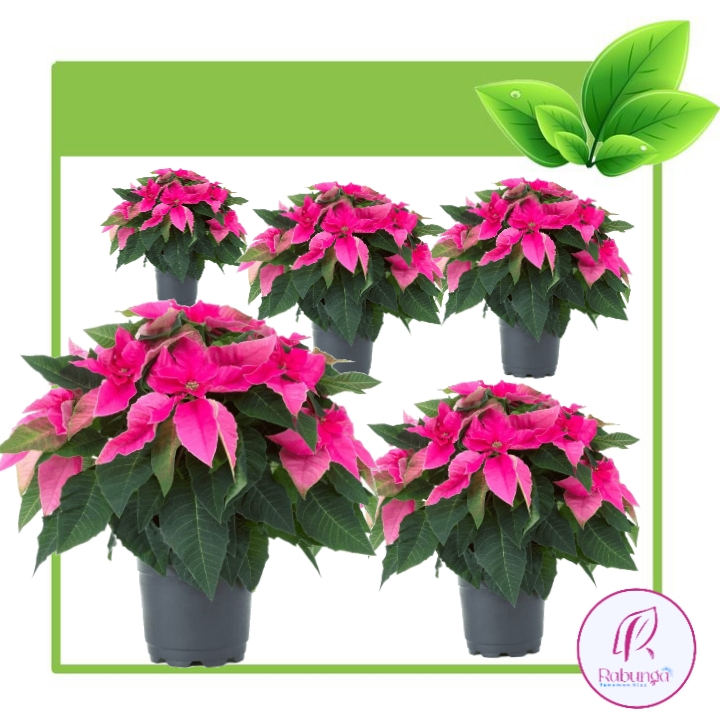 TANAMAN HIAS KASTUBA MERAH>KASTUBA MERAH TANAMAN>TANAMAN OUTDOORS KASTUBA