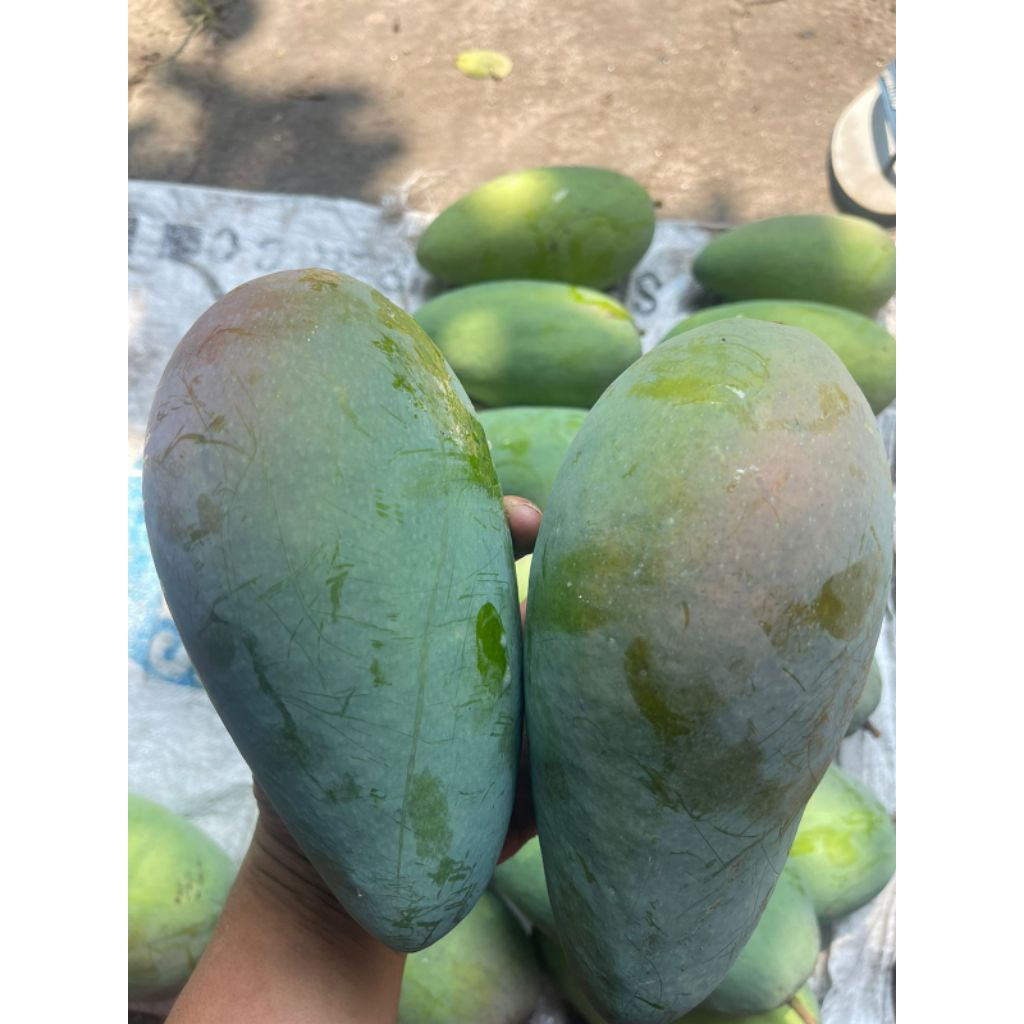 

Mangga Kiojay / Thailand