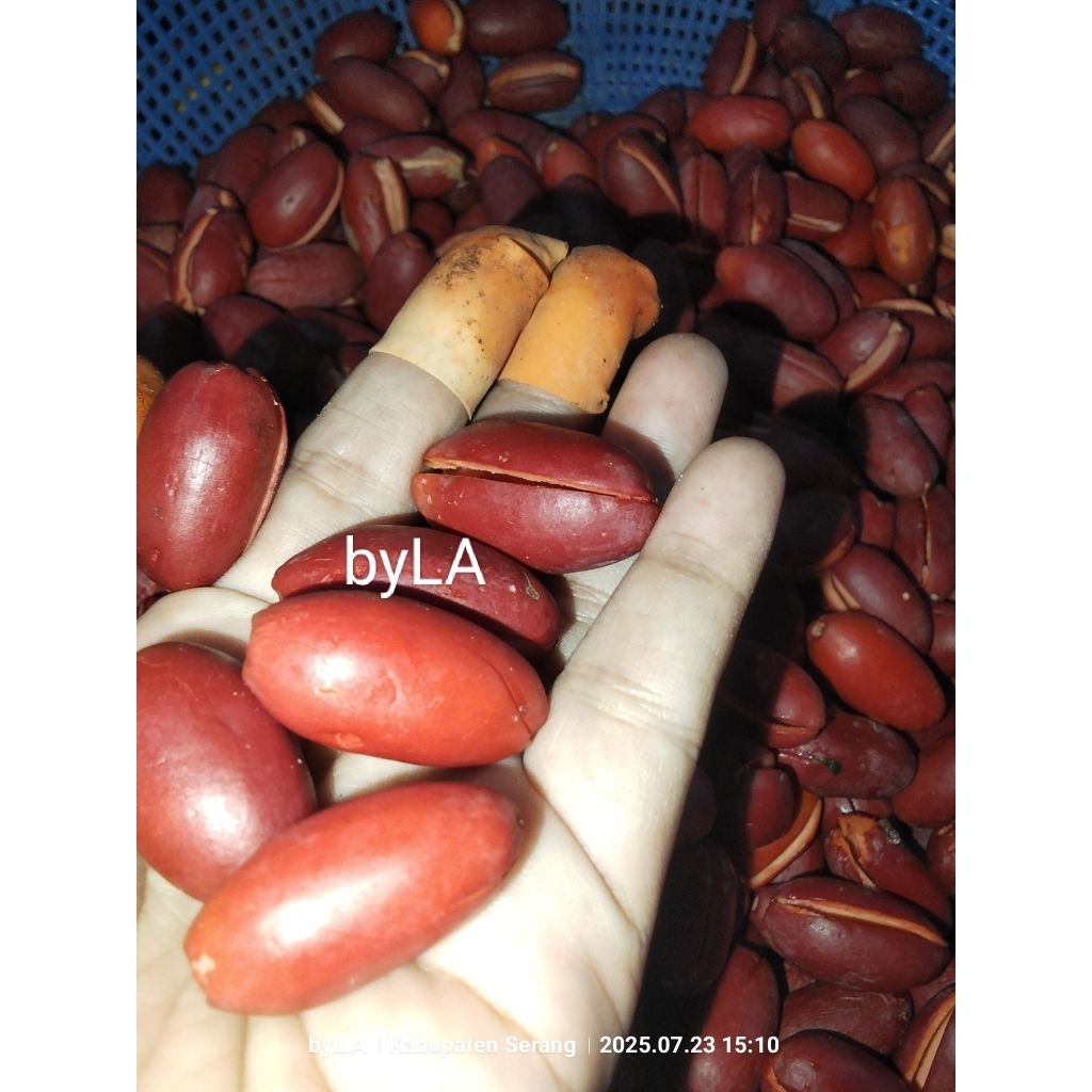 

kulit Melinjo/Tangkil 500gr frash