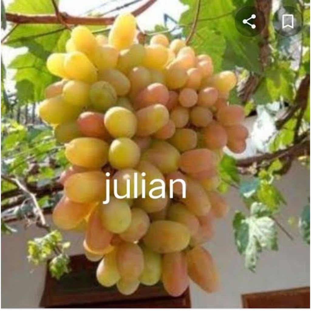 

Anggur Import Julian