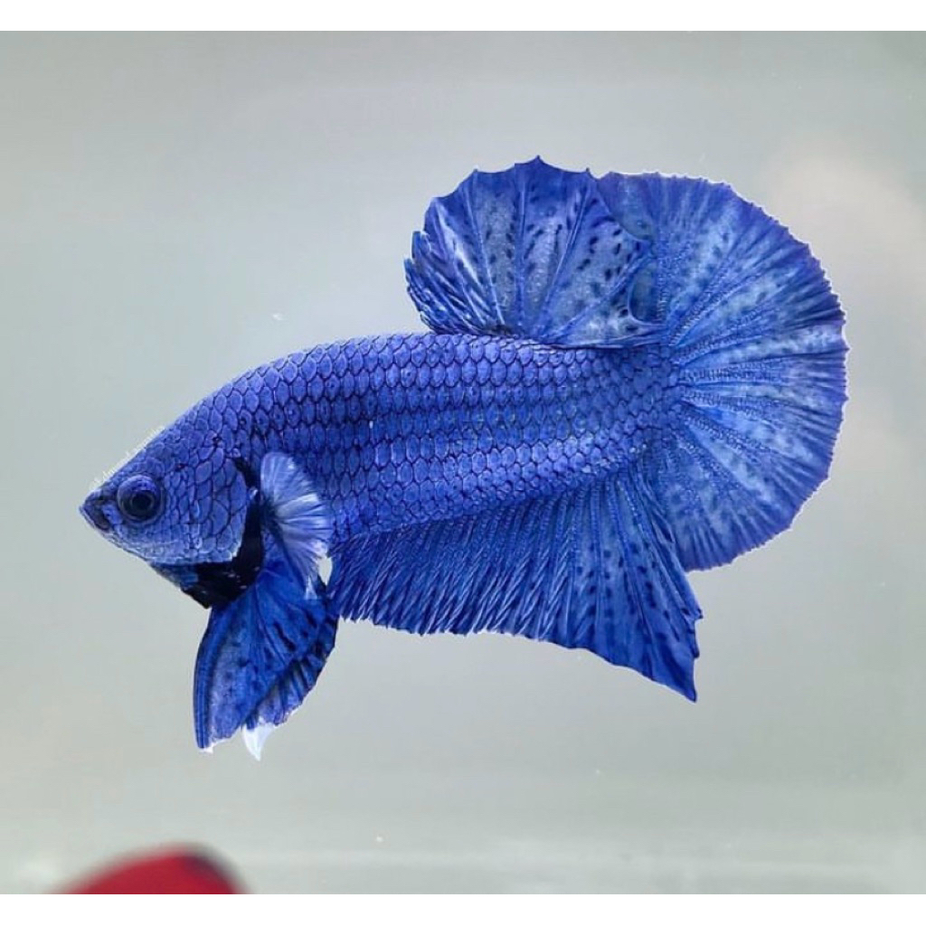 cupang plakat blue solid, langka kualitas terbaik, istimewa