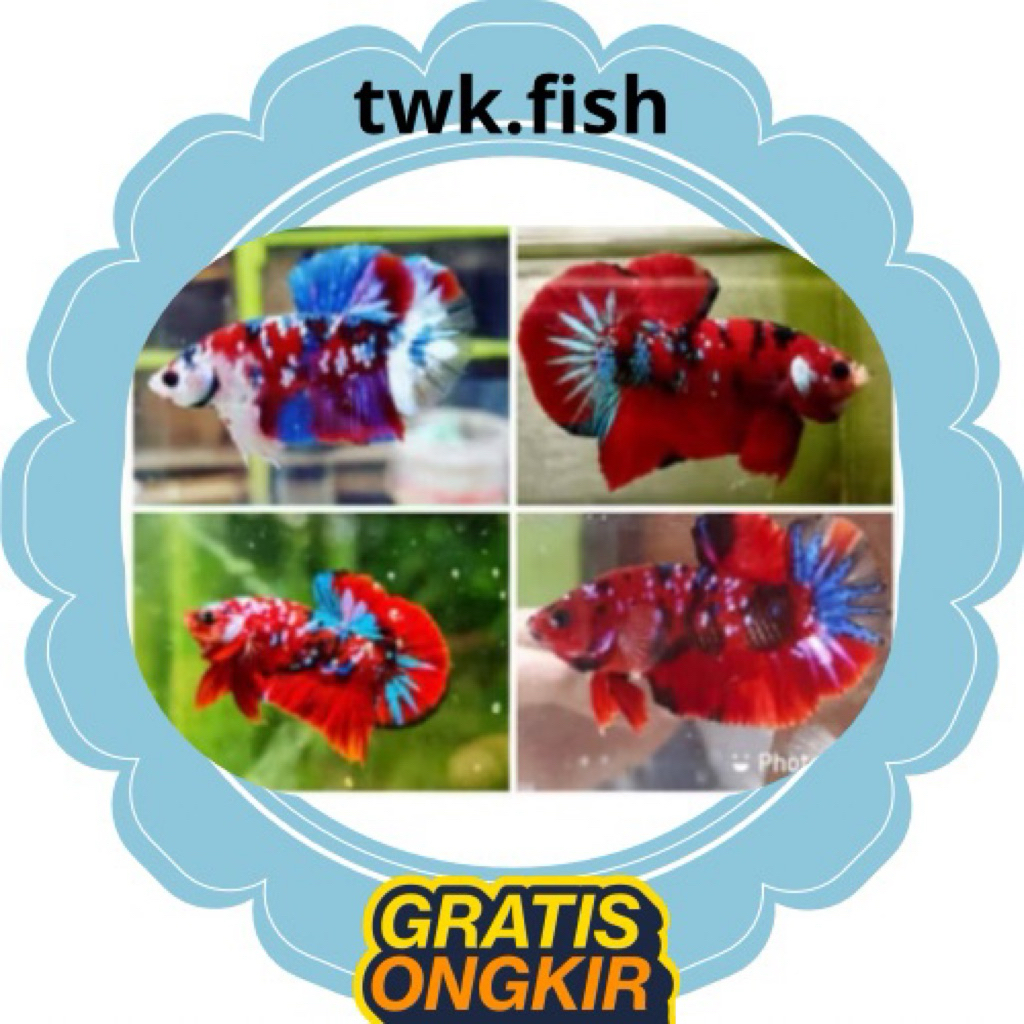 jual ikan cupang giant cello bahanan koi multicolor,hiasan aquarium berkwalitas