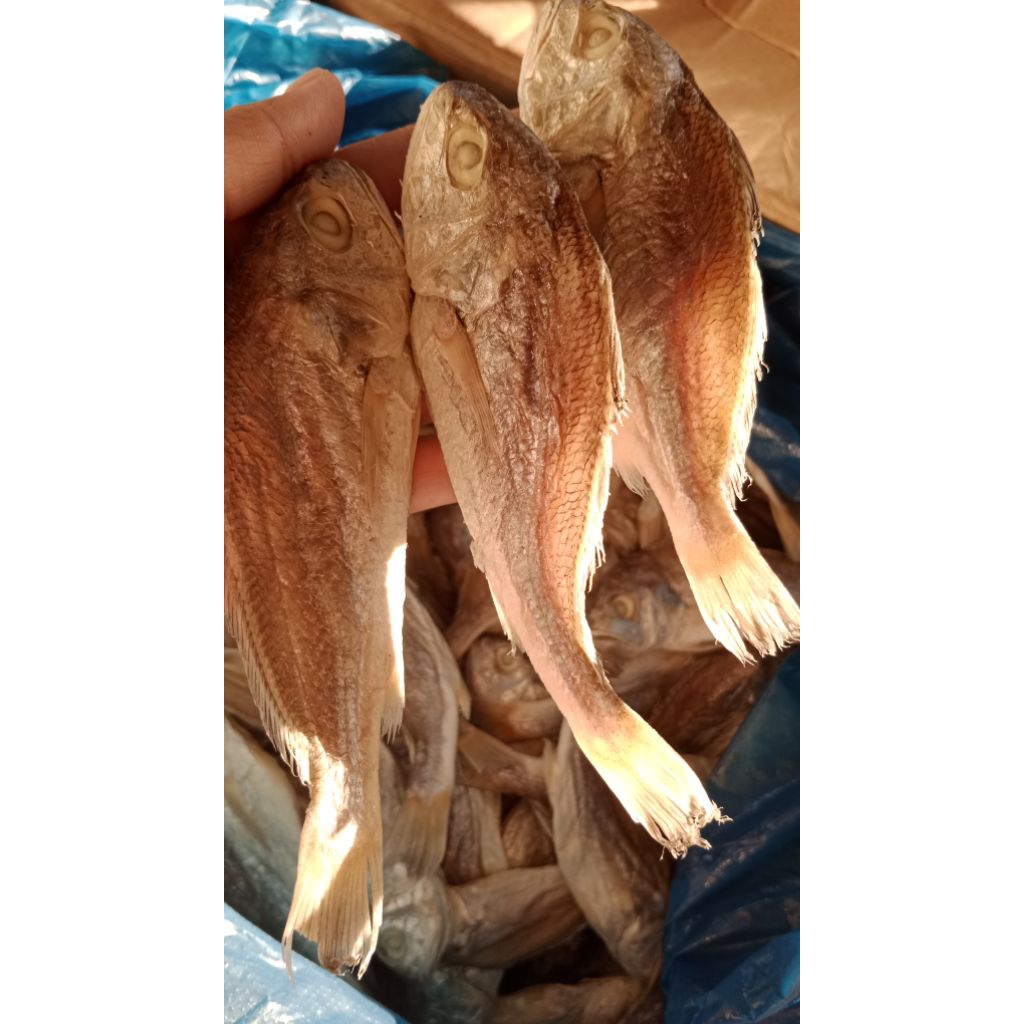 

GULAMO//KEPALA BATU BULAT//IKAN ASIN PISANG//1000gr