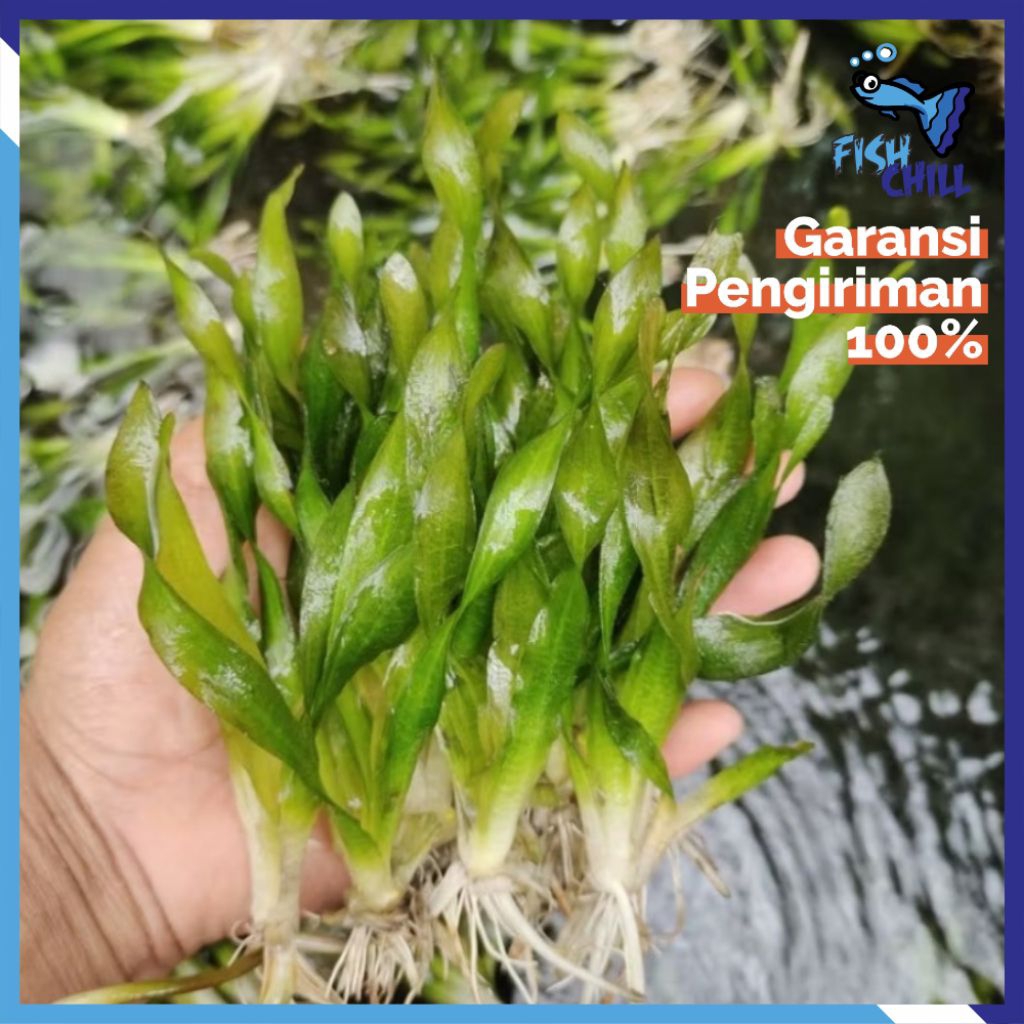 VALISNERIA SPIRALIS • Tumbuhan Tanaman Rumput Aquascape Aquatic Aquarium Air Kolam Moss CO2 Low Top 