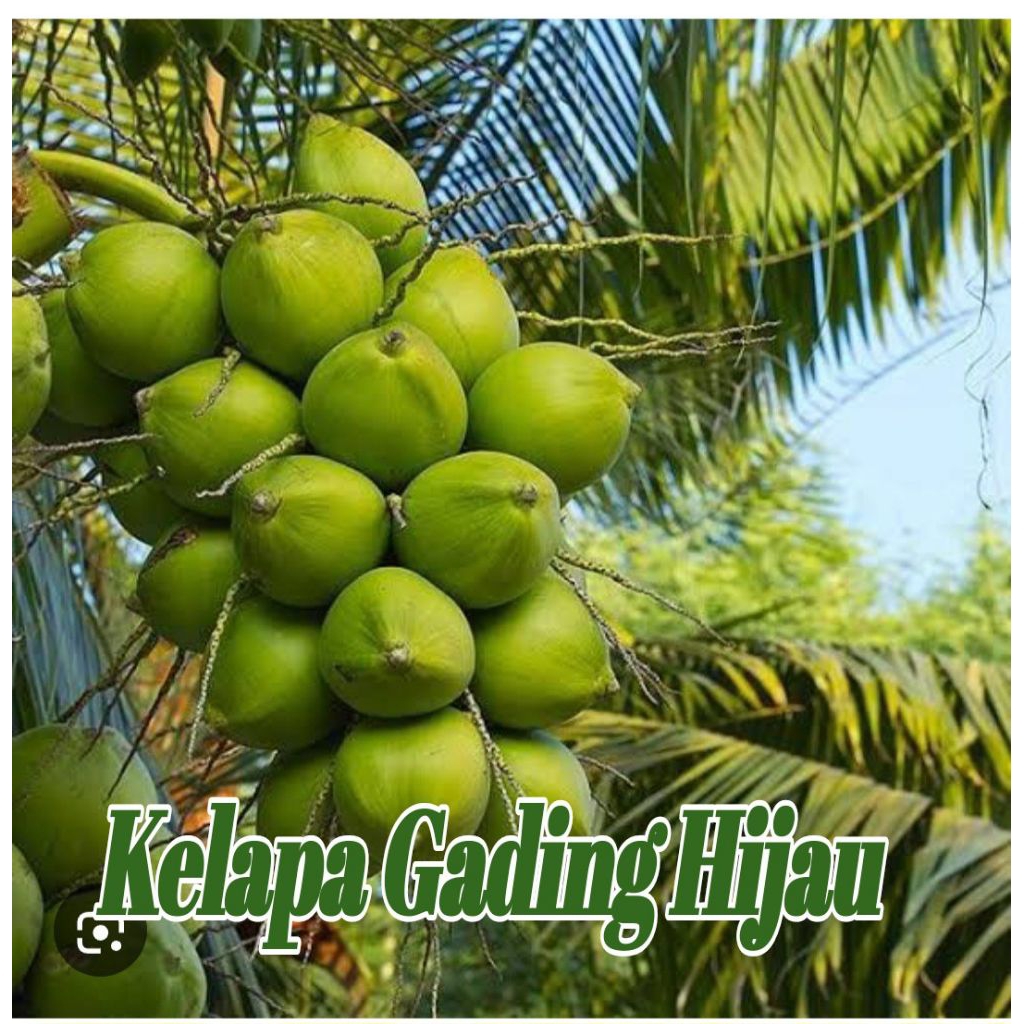 Bibit Kelapa GADING Hijau Asli