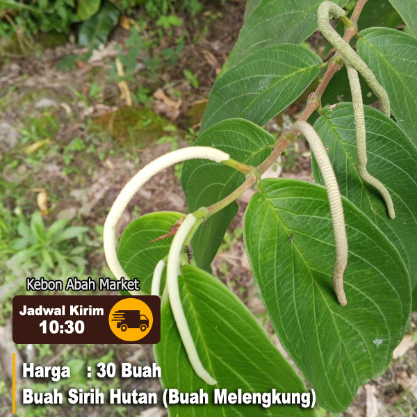 

Buah Sirih Hutan 30 Buah (Buah Melengkung)