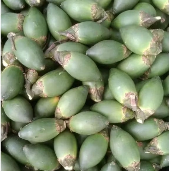 

Pinang muda segar penambah stamina