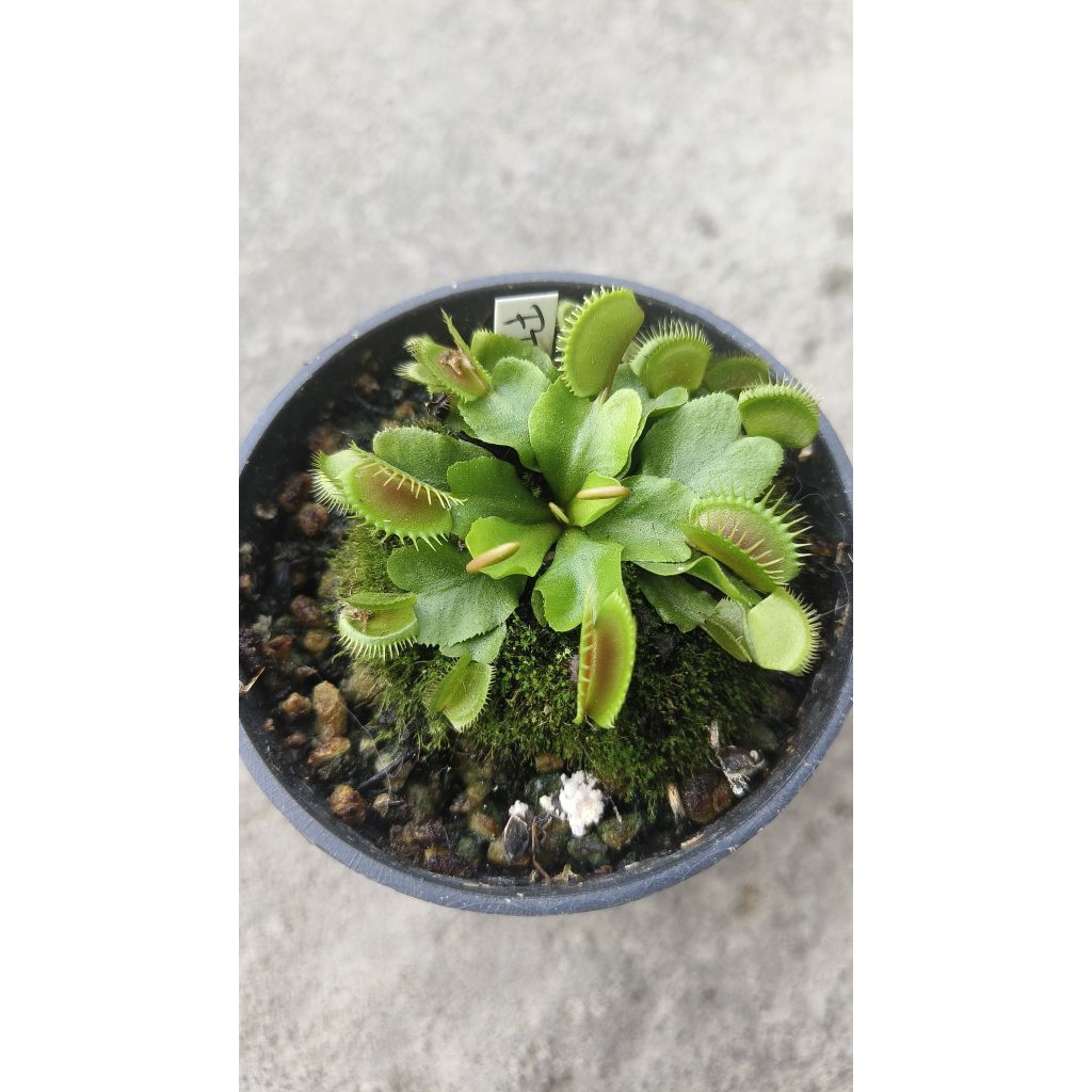 VFT FTXR
