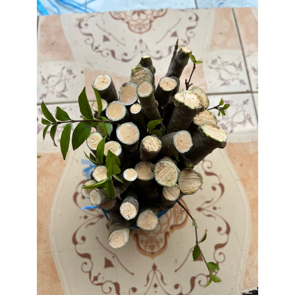 Bahan Bonsai Anting putri  stek / stek anting putri 1 kG isi 28-30 pcs