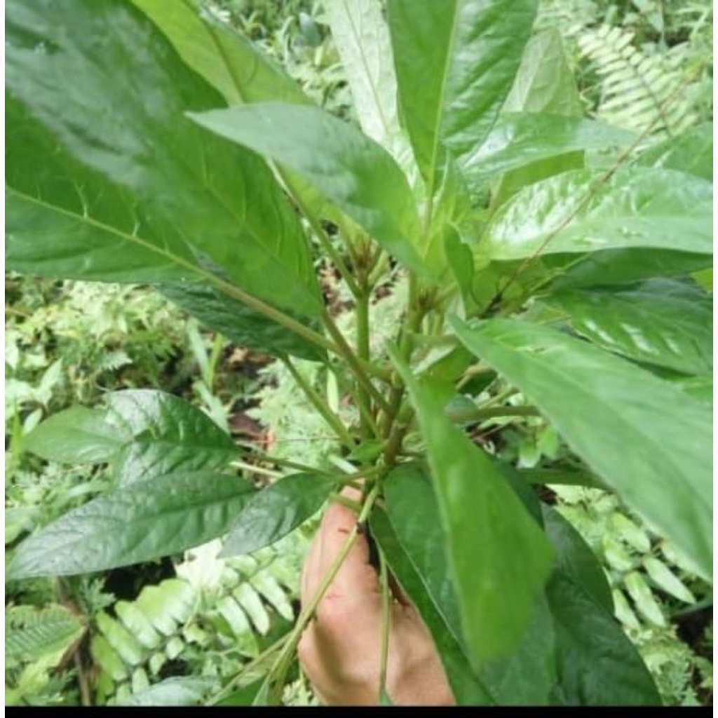 

daun reuneu segar(lalapan sunda)250 gram