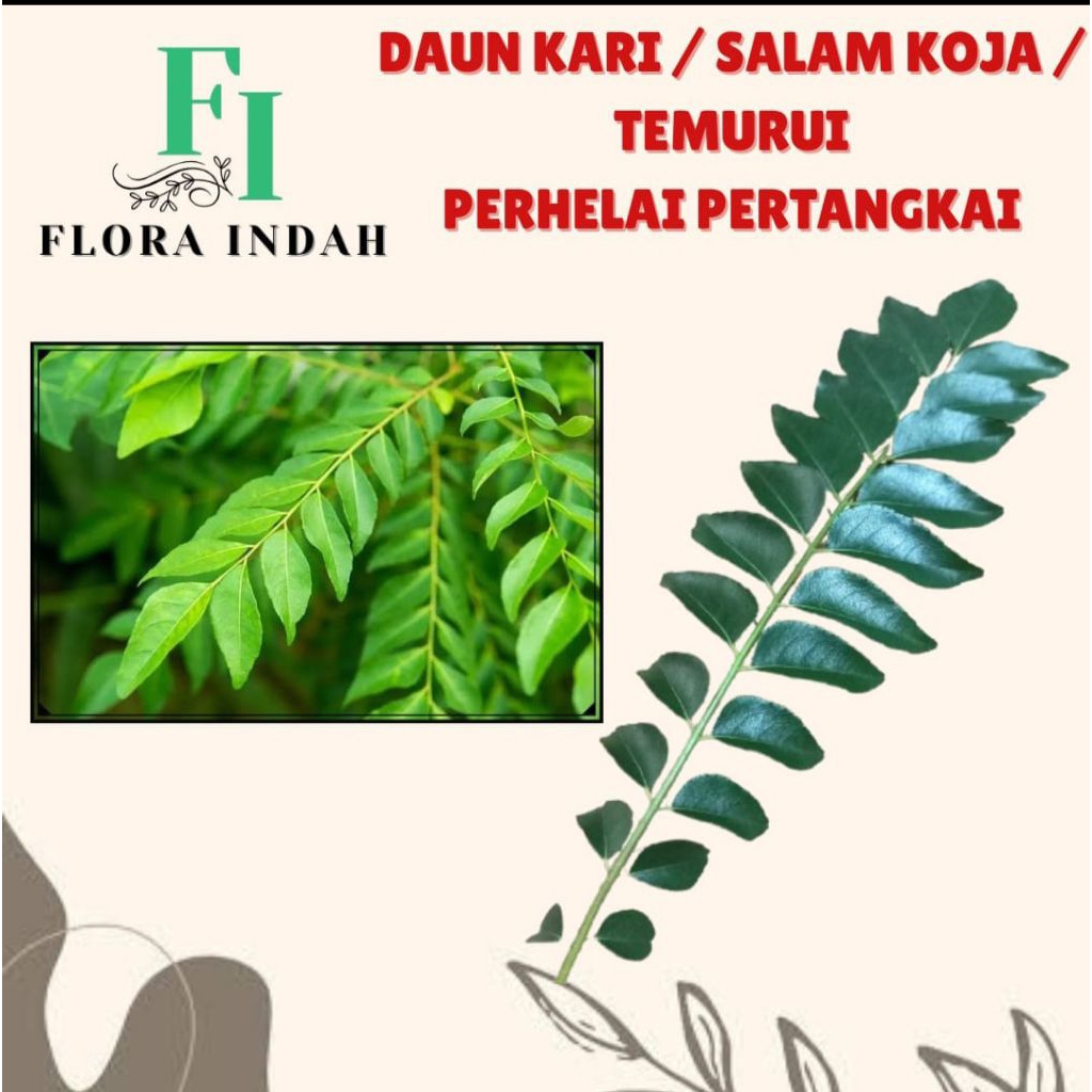 

DAUN KARI / SALAM KOJA / TEMURUI SEGAR ORGANIK PETIK SAAT ORDER