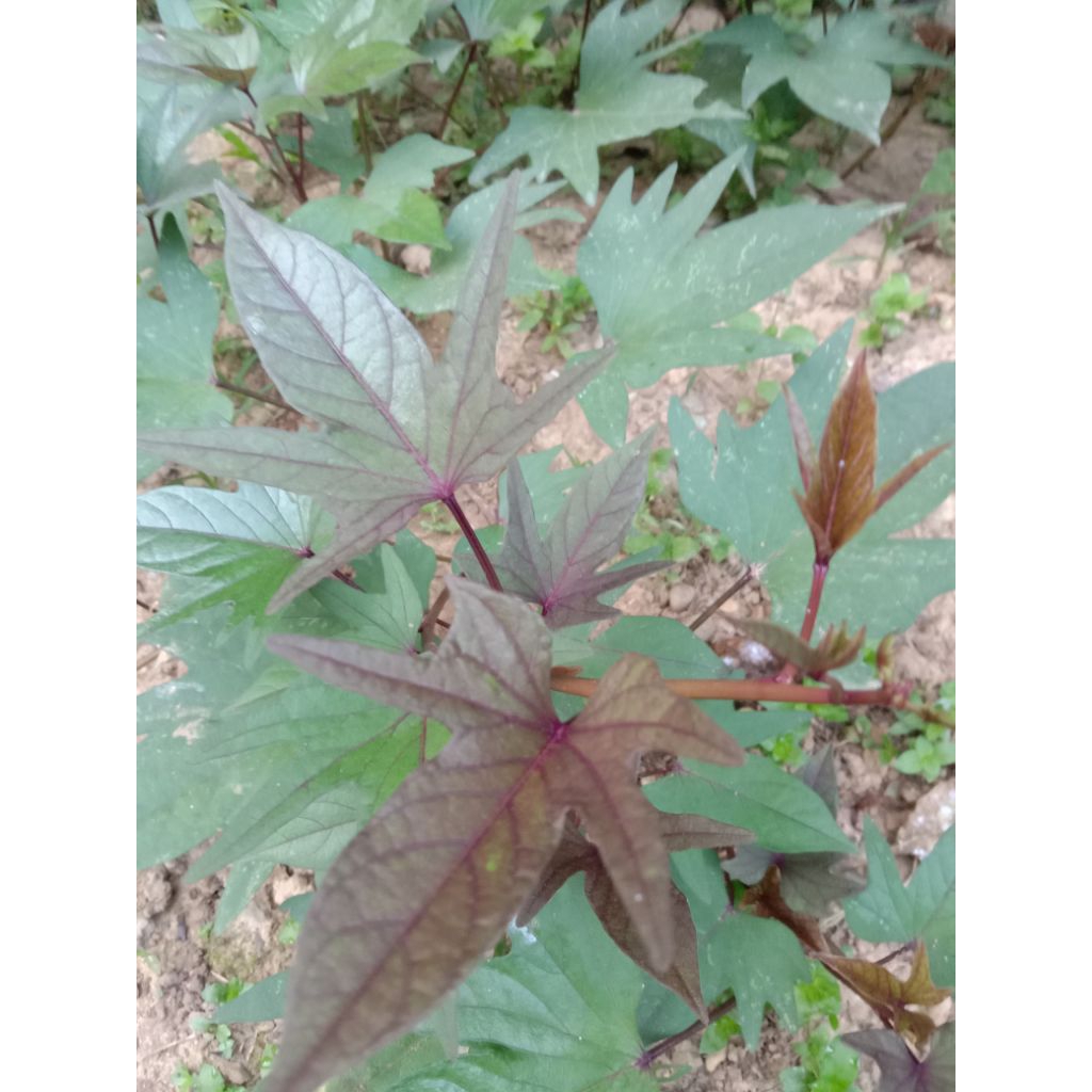 bibit stek tanaman ubi jalar daun ungu