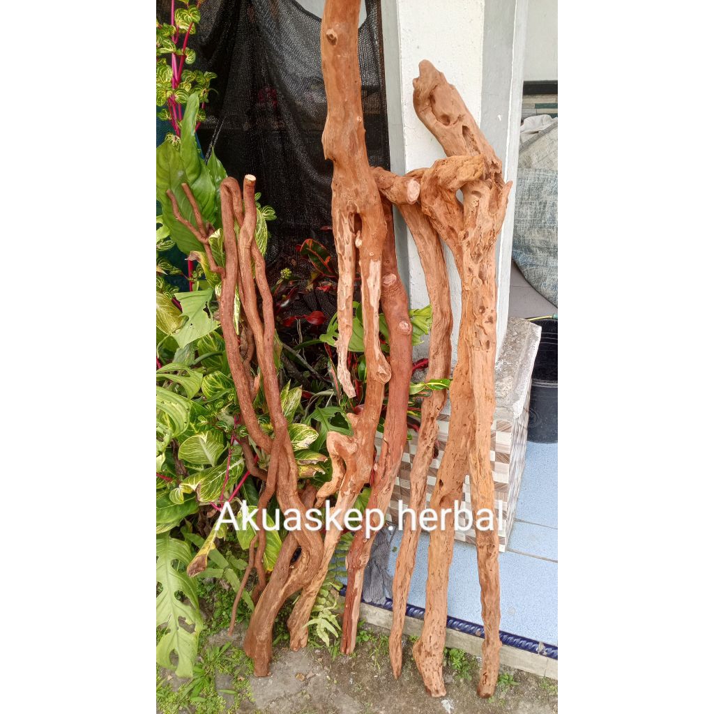 tongkat koleksi kayu.santigi galih santigi.