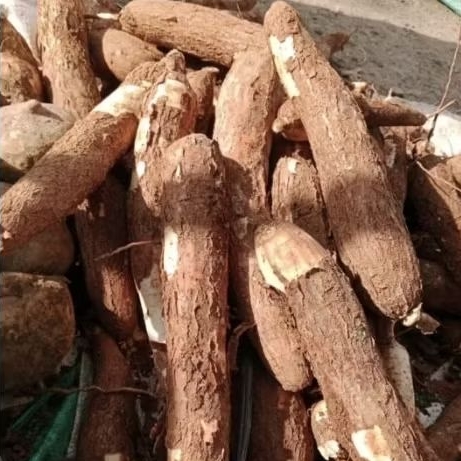 

ketela ketan telo ketan ubi umbi 1 kg ketela pohon