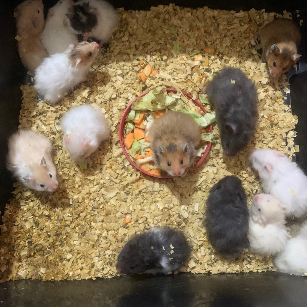 Hamster Syrian