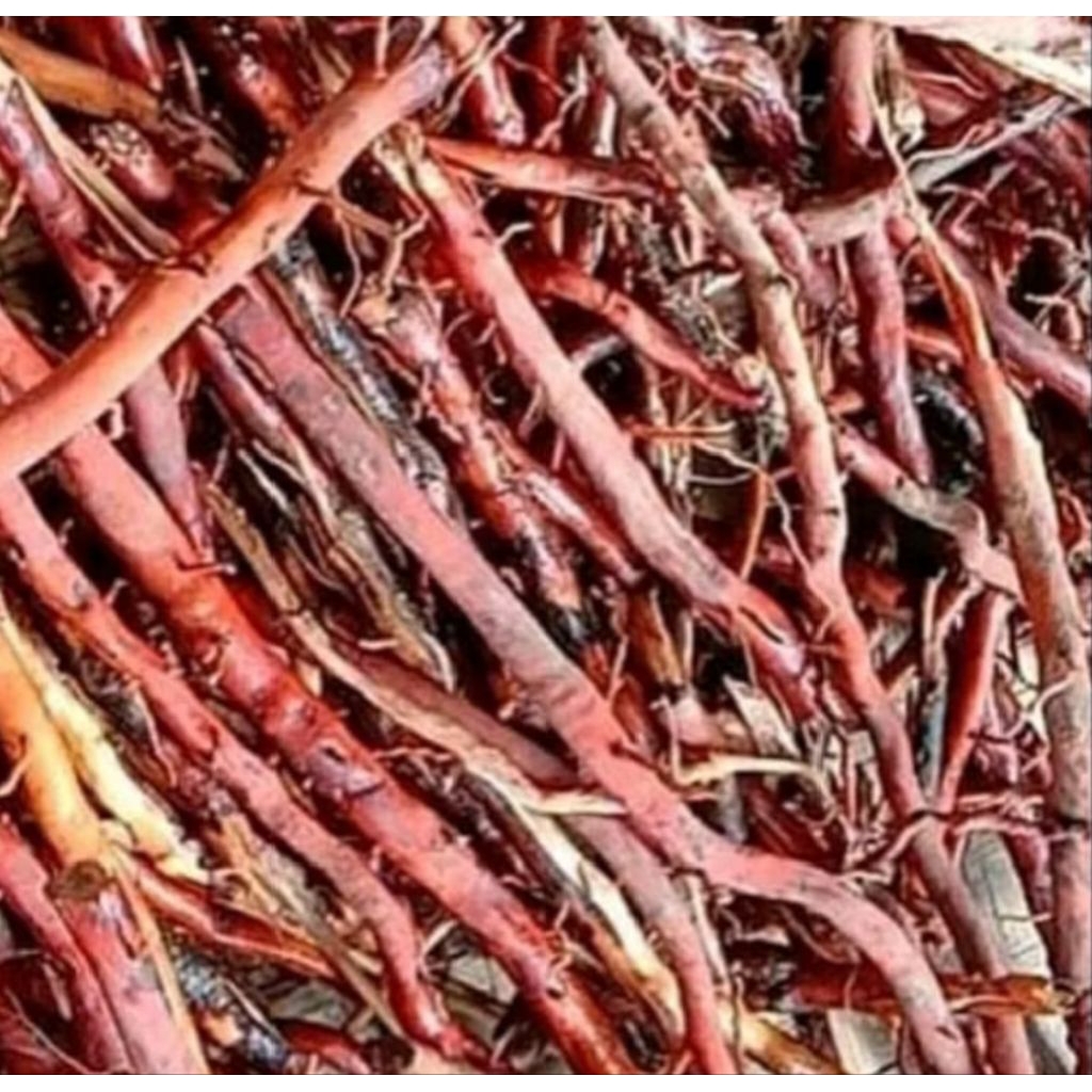 

Jual akar kelapa hijau 250 gram harga promo