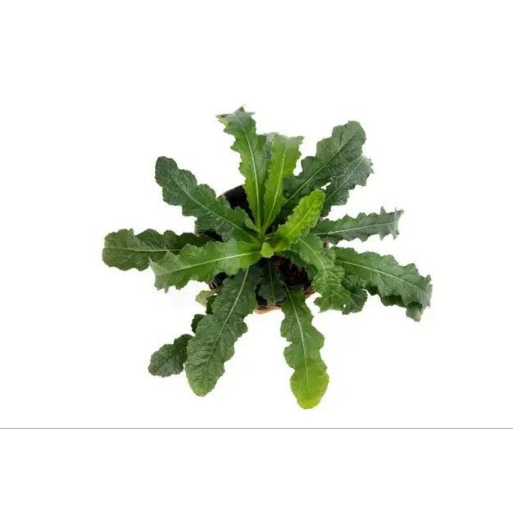 

Tapak Liman Segar Herbal Daun Tapak Liman 250 gram