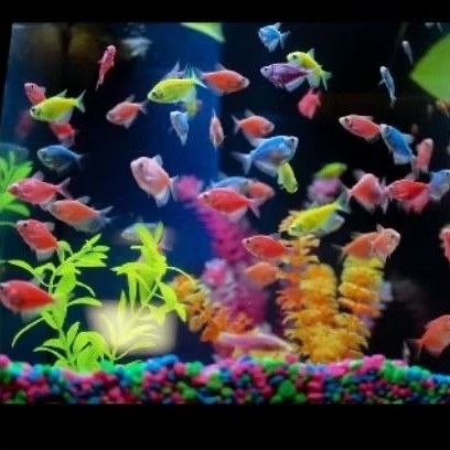 hiasan aquarium glowfish