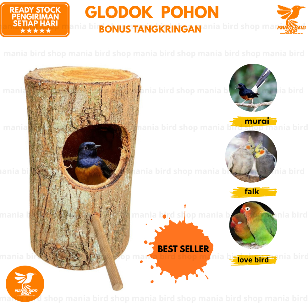 Glodok Pohon Lovebird, Falk / Glodok Murai