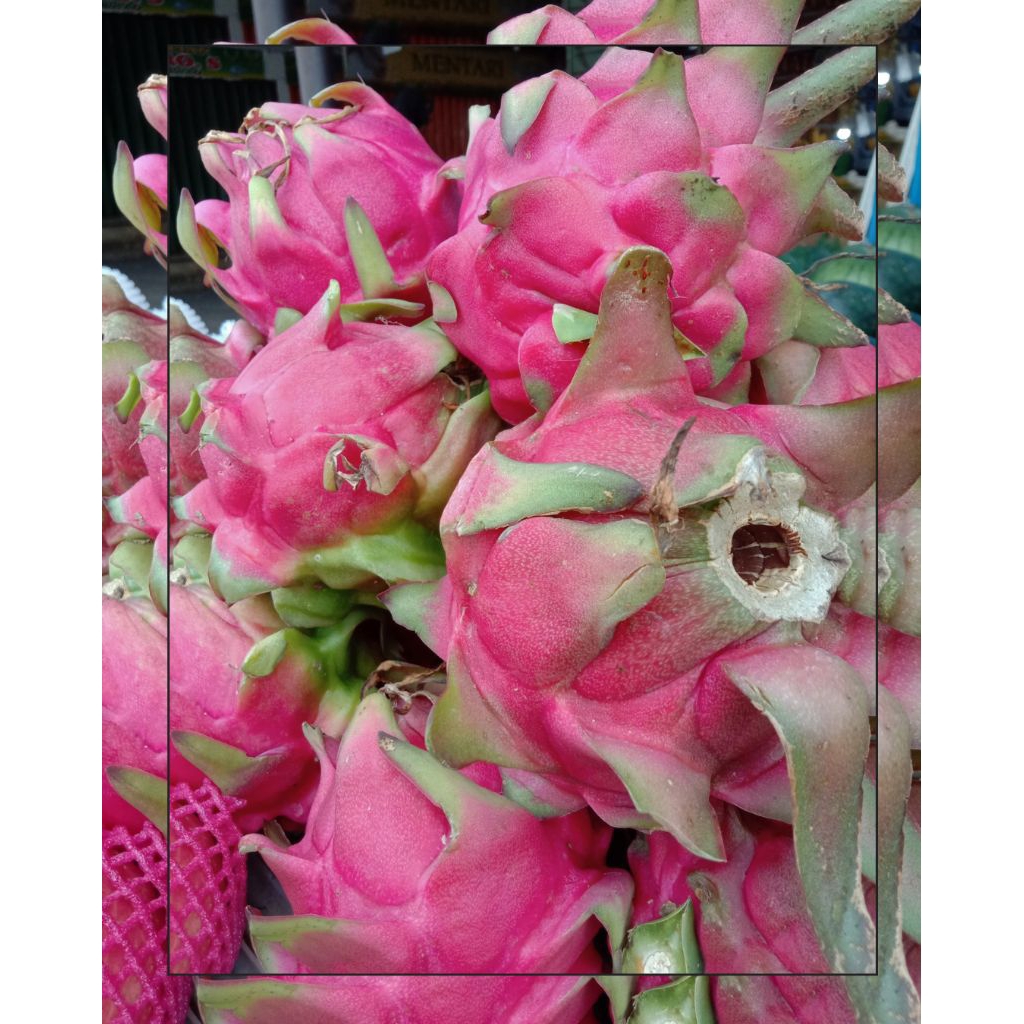 

Buah Naga Merah Manis dan Segar 1 Kg