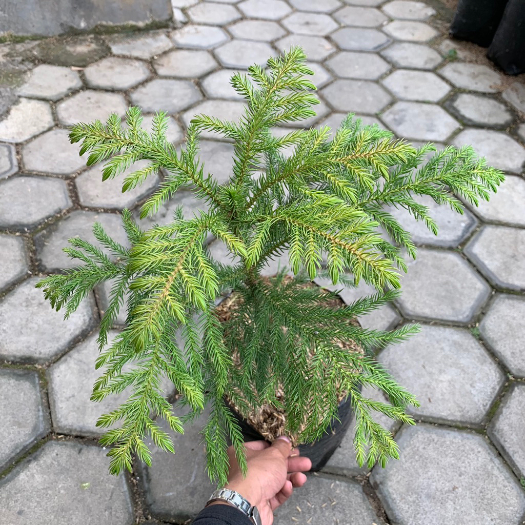 tanaman pohon cemara pentris tinggi 30-60cm - cemara pentris - bibit pohon cemara pentris