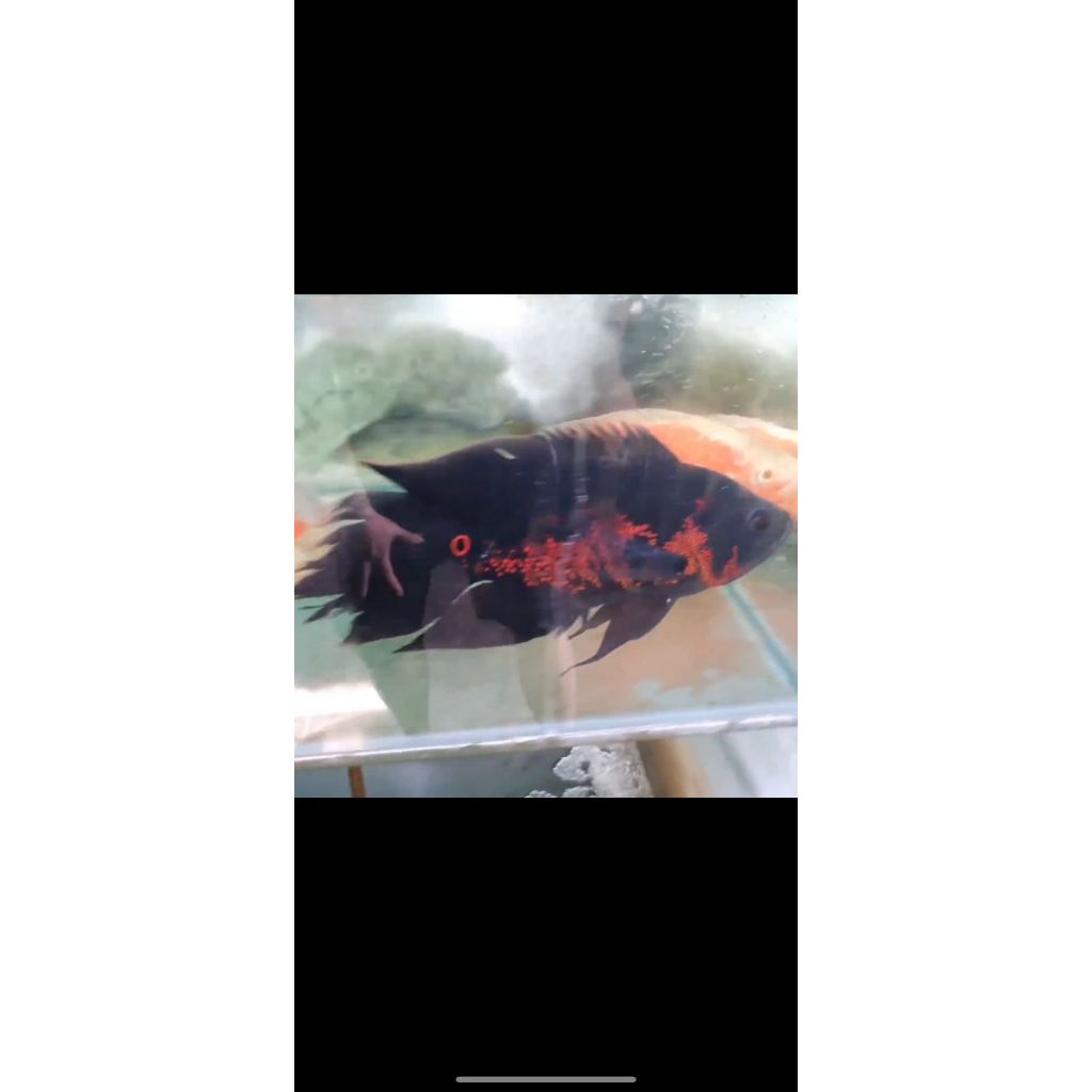 Oscar Black Tiger Slayer import thailand 28cm