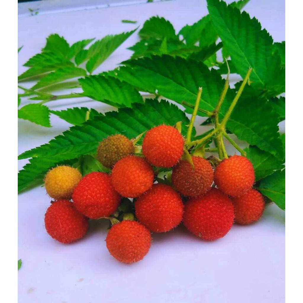 Bibit Tanaman Buah arben hutan buah arbei merah