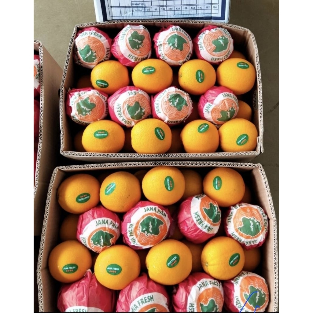 

buah sinkist mesir Valencia bisa untuk bisnis atau kebutuhan sehari2