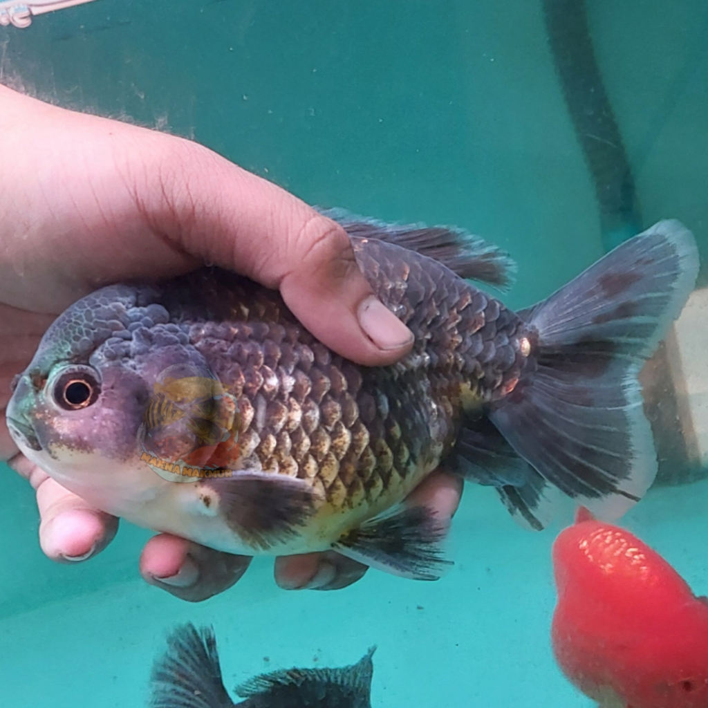 mas koki jumbo oranda ryukin ranchu 12 - 15cm sehat aktif stok terbatas