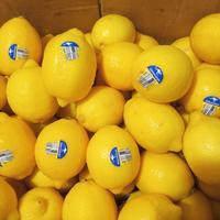

Lemon Australia | Super Lemon 500 Gr Pengiriman Cepat