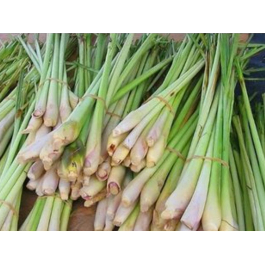 

sereh fresh order baru panen