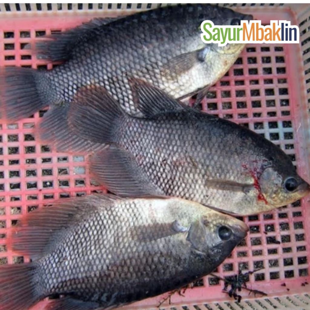 

Ikan Gurame Segar 400-500g Sayurmbakiin