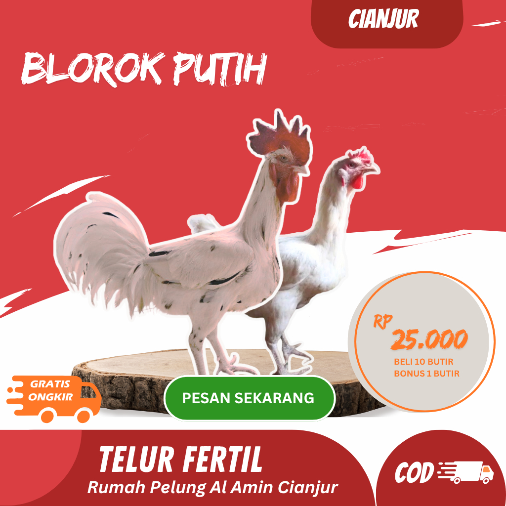 Telur Ayam Pelung Blorok Putih Untuk Ditetaskan Fertil