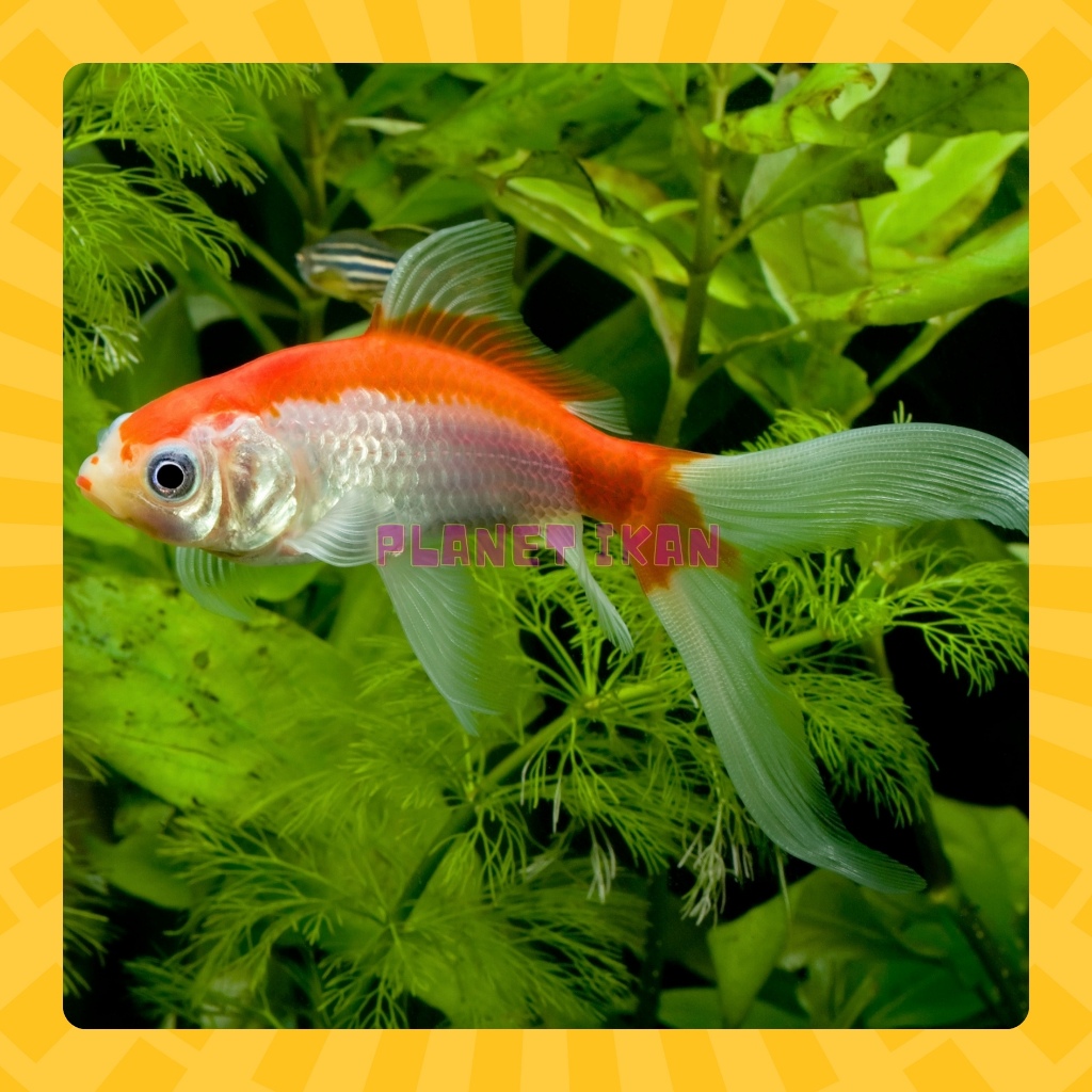 IKAN KOMET SLAYER / IKAN KOMET KUMPAY EKOR PANJANG