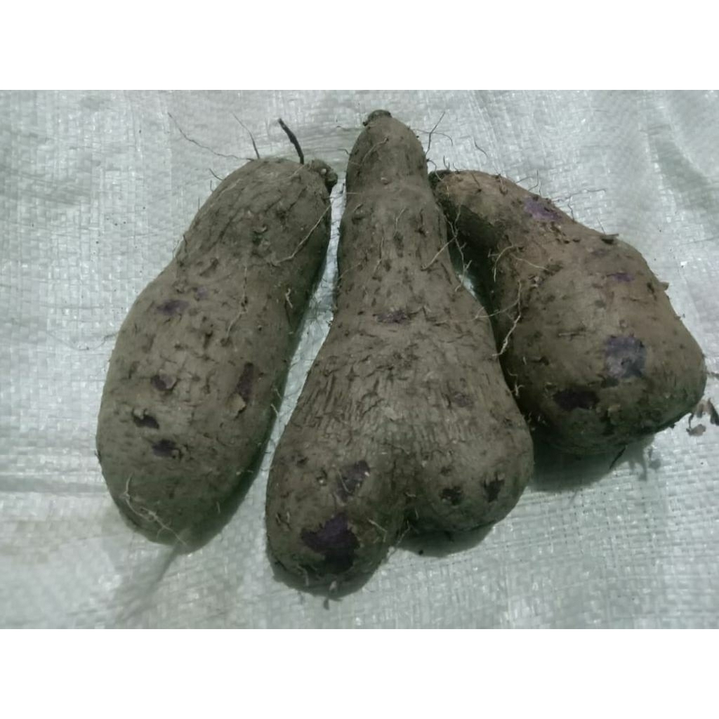 

uumbi uwi ungu ketan langka murah untuk diabetes,diet 1kg