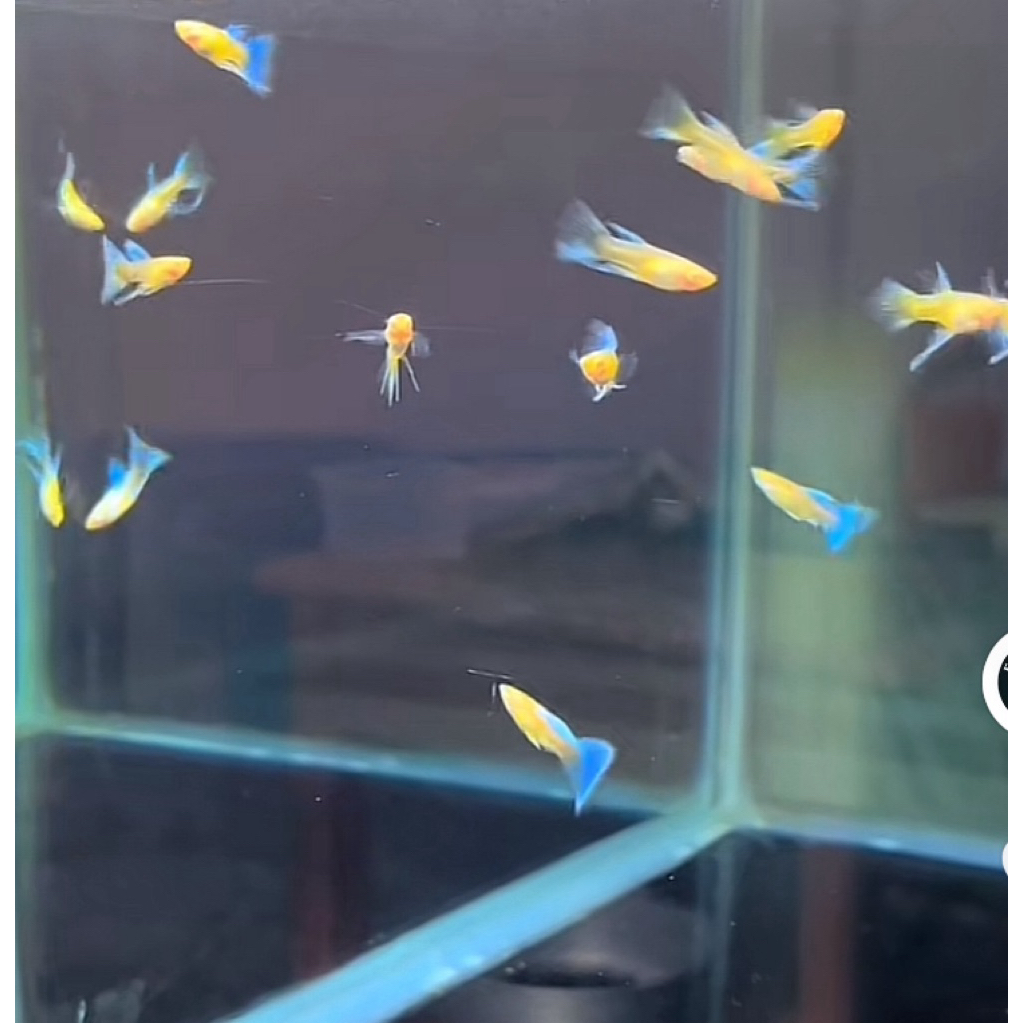 parfum mawar sky blue ribbon topazz (sepair)guppy